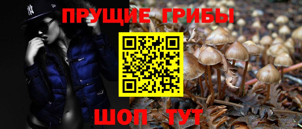Абинск  Галлюциногенные грибы прущие грибы  Вход с VPN 